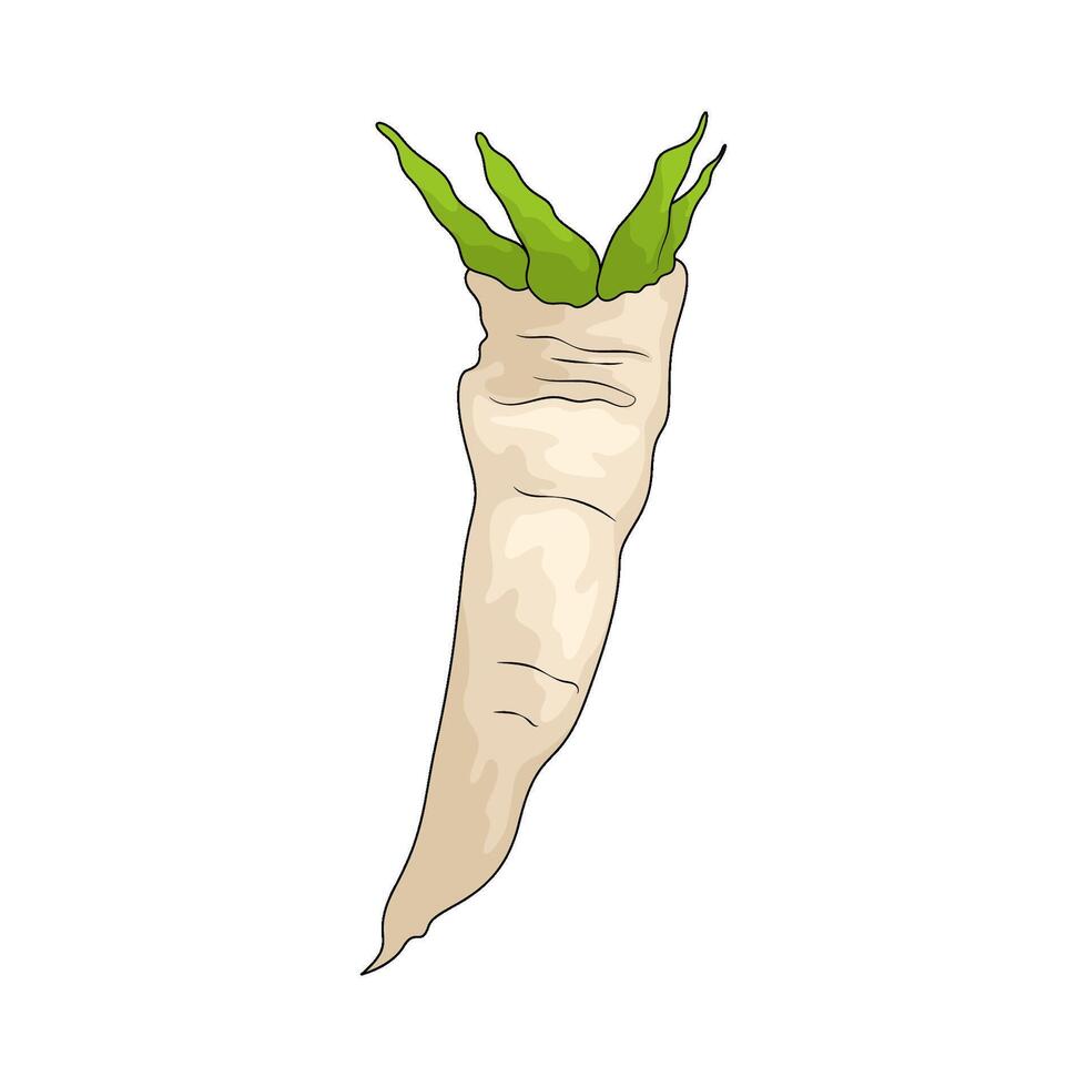 Vegetable named horseradish vector
