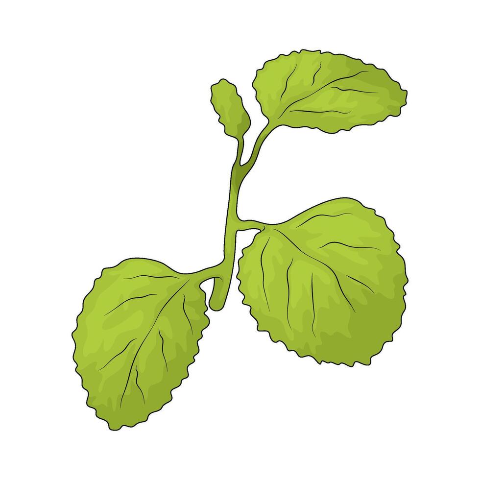 illustration of healthy green leafy vegetables vector