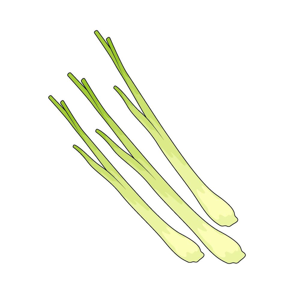 Vegetable named lemongrass vector