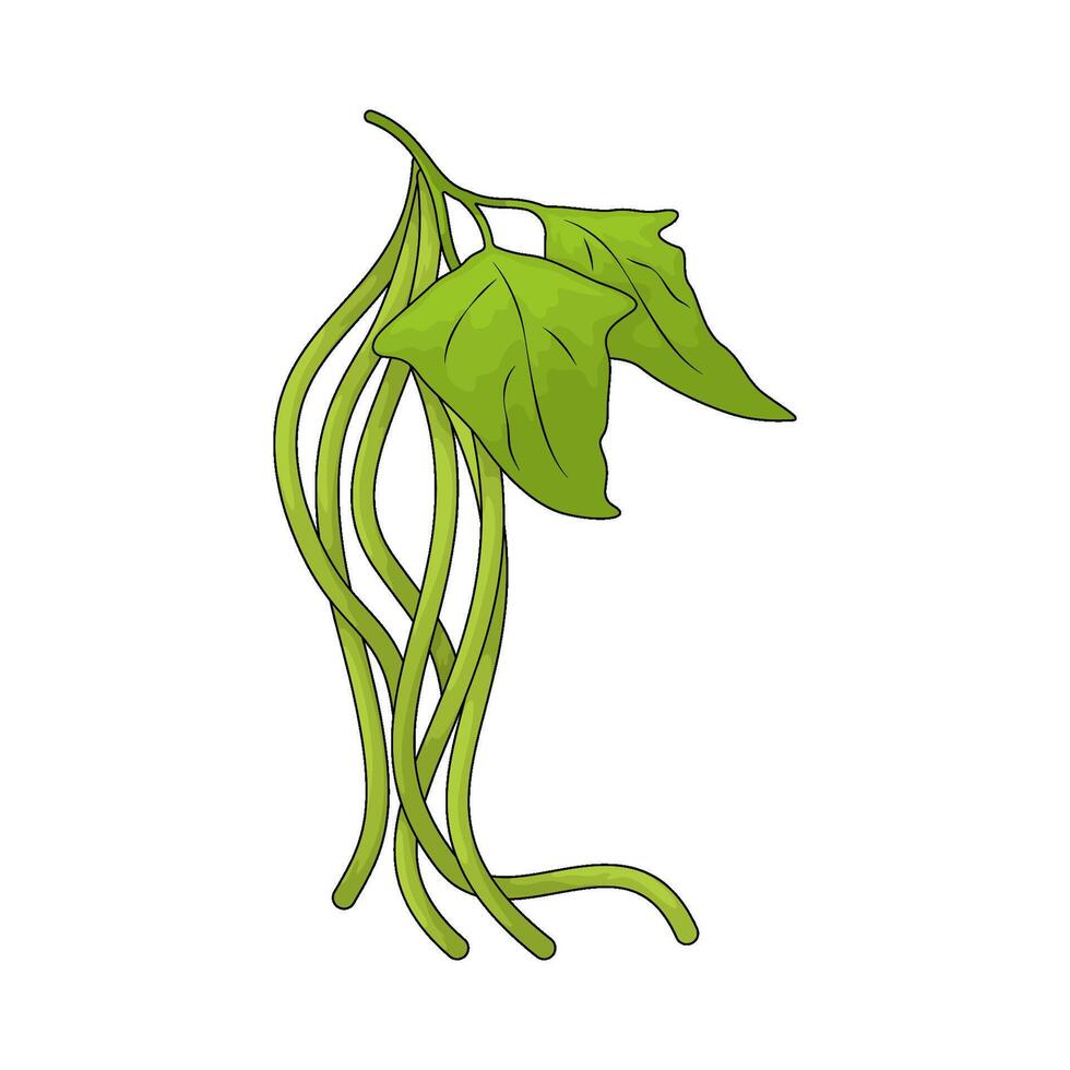green leafy vegetables illustration vector