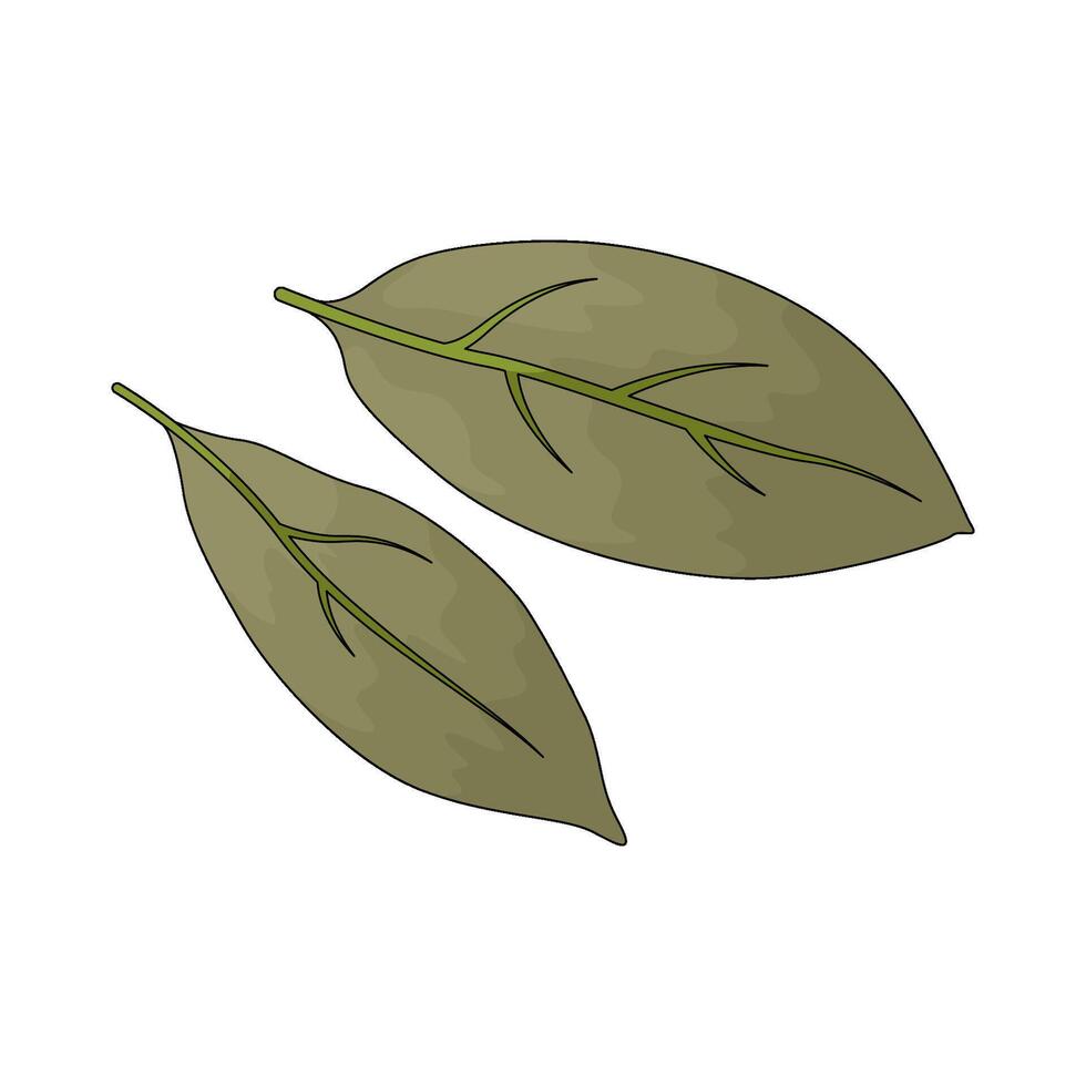 vegetable named bay leaf vector