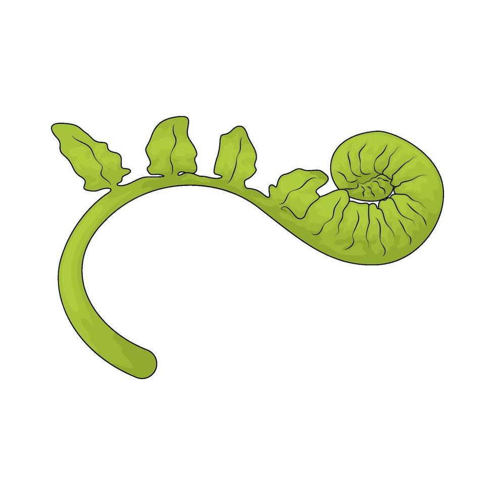 Vegetable named Fiddlehead vector