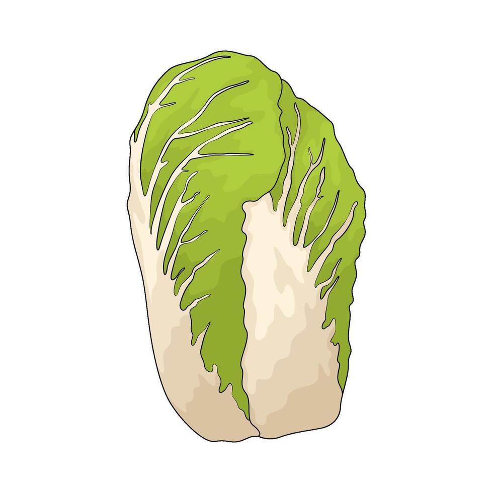 vegetable named chinese cabbage illustration vector