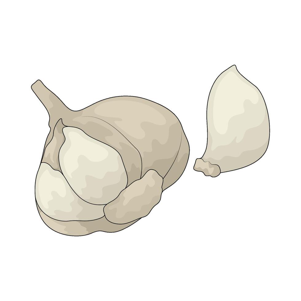 vegetable named garlic illustration vector
