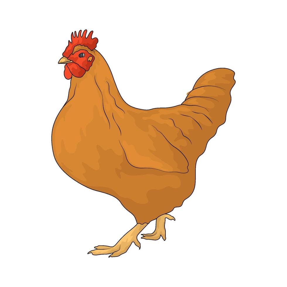 big chicken illustration vector