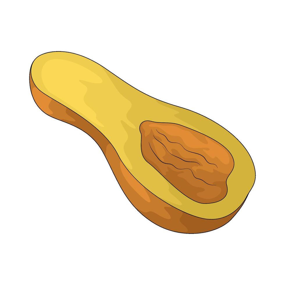 half squash illustration vector