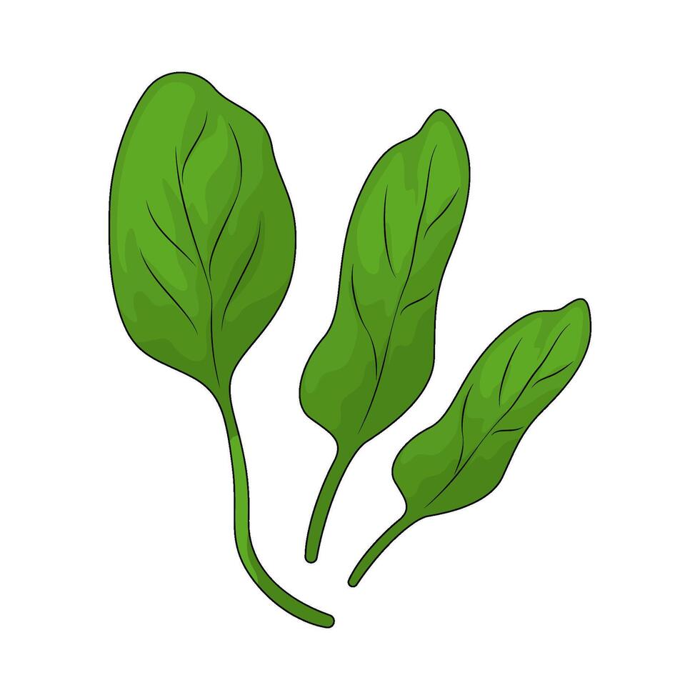 fresh mustard greens for diet vector
