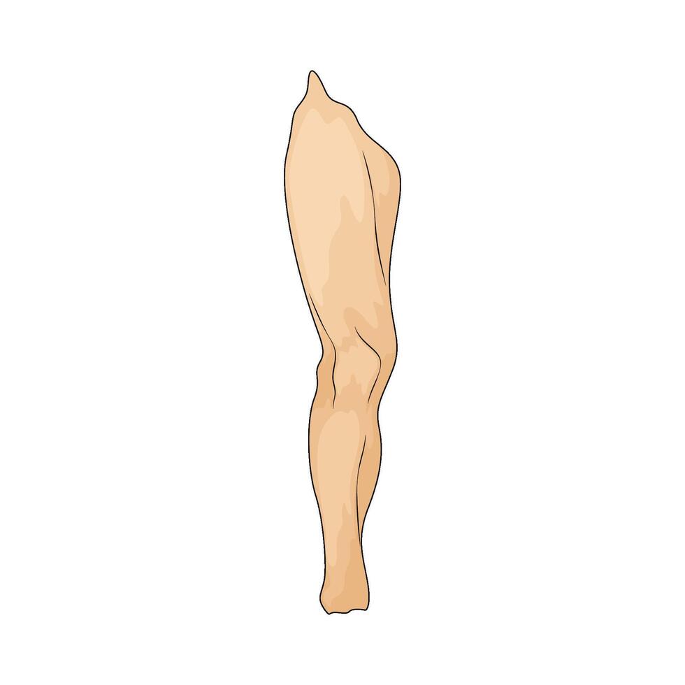 illustration of a human leg vector