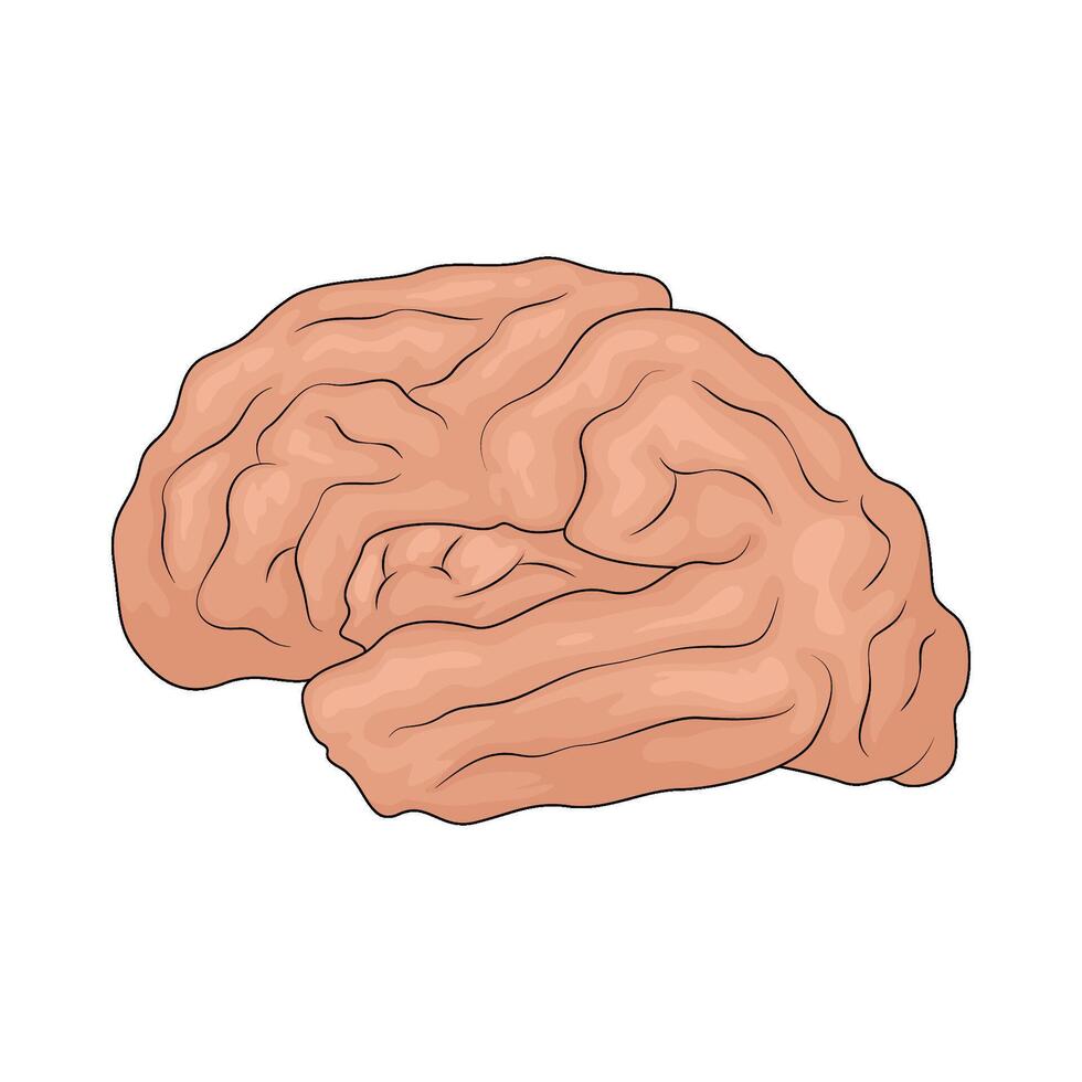Human brain organ illustration vector