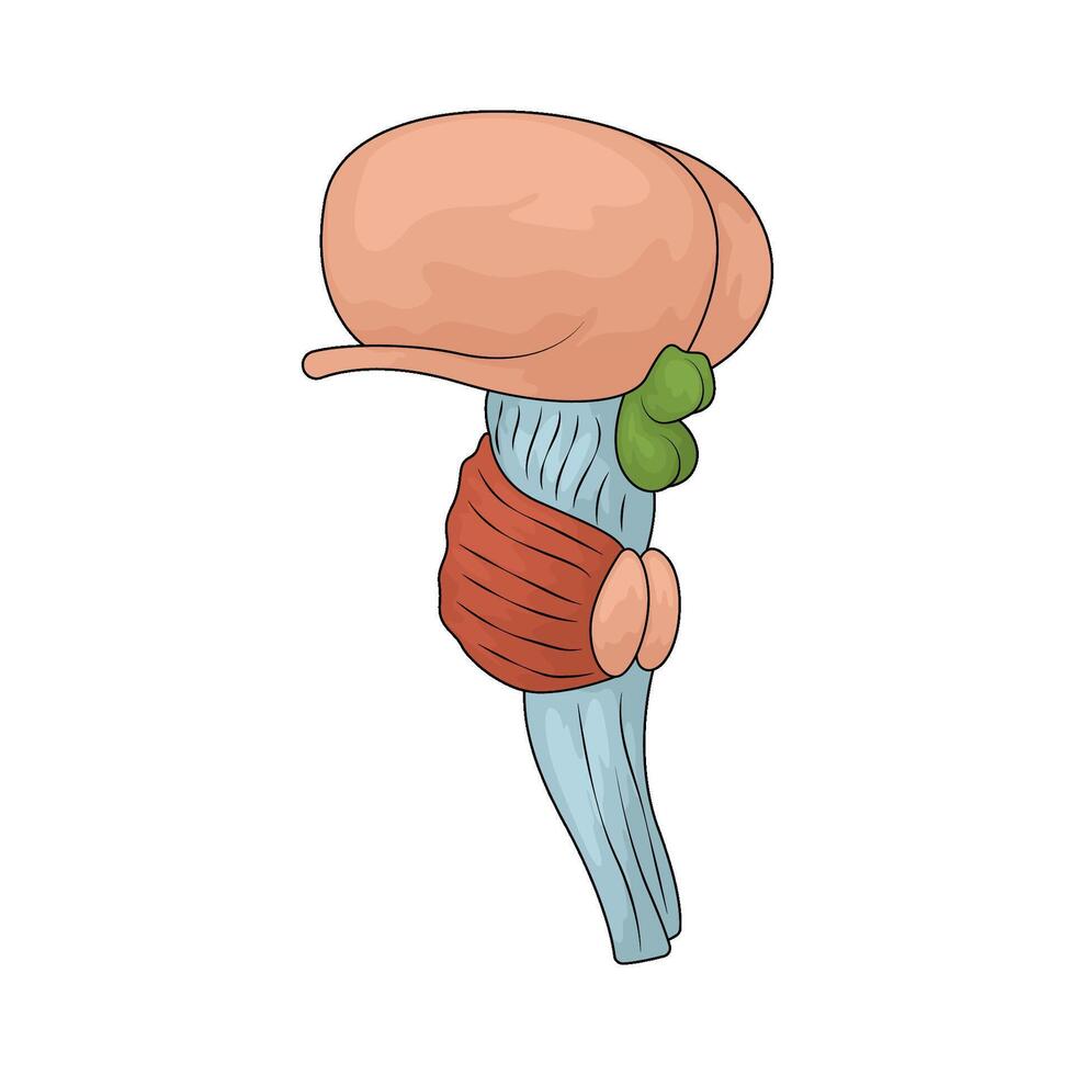 Human brainstem illustration vector