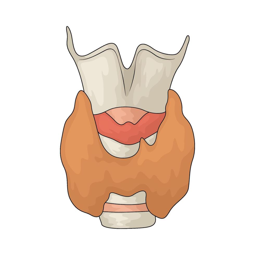 Human thyroid gland vector