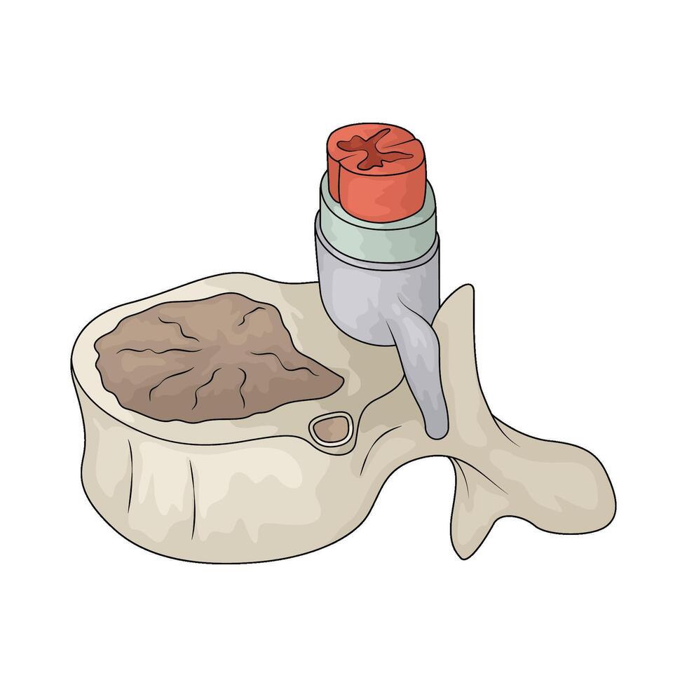 Human Lumbar Vertebra vector