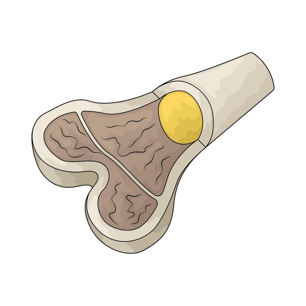 Human long bone vector