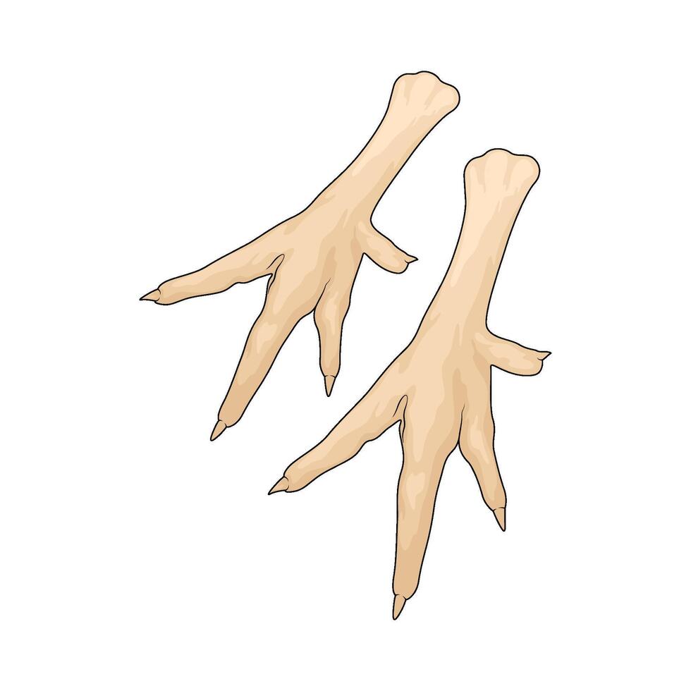 raw chicken feet vector