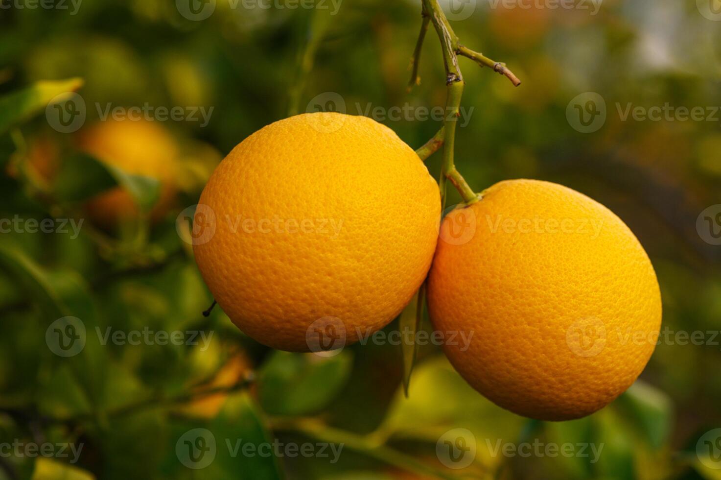 Bright oranges hang from a lush green tree under warm sunlight in a vibrant orchard setting photo