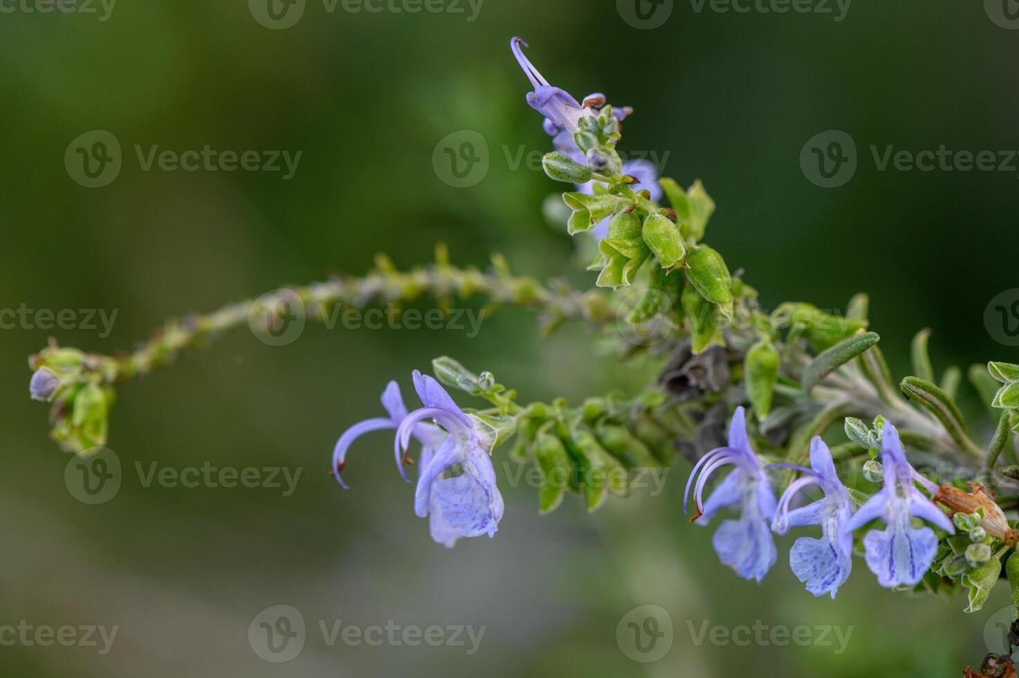 Delicate purple flowers sway gently in a verdant landscape during midday photo