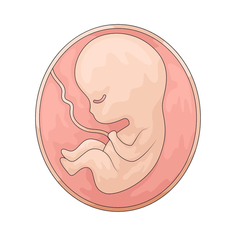 illustration of a fetus vector