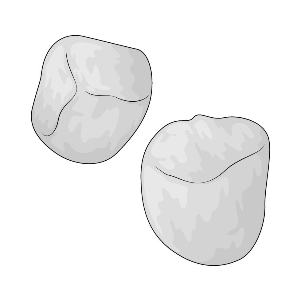illustration of cotton vector