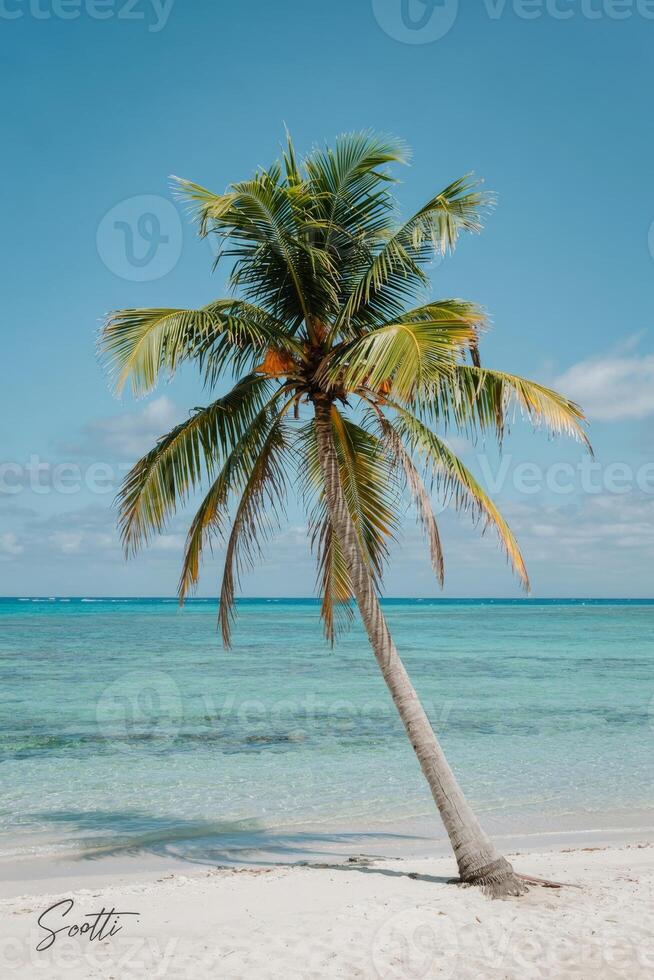 Secluded tropical beach with lone palm tree swaying in the gentle breeze under a clear blue sky photo