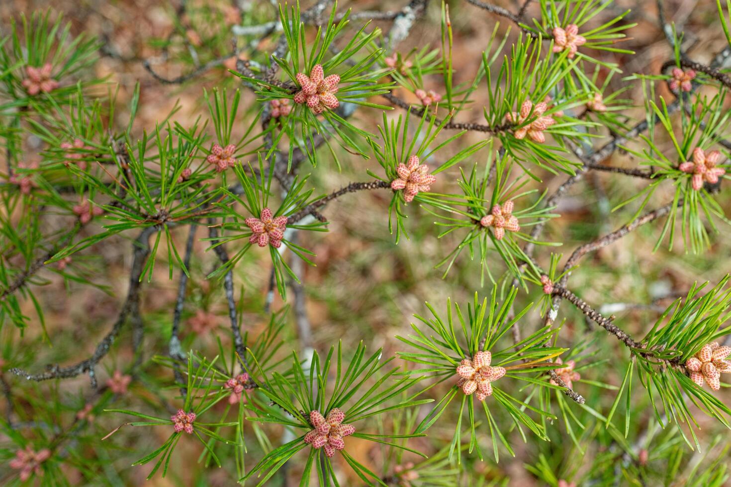 New growth on a pine tree photo