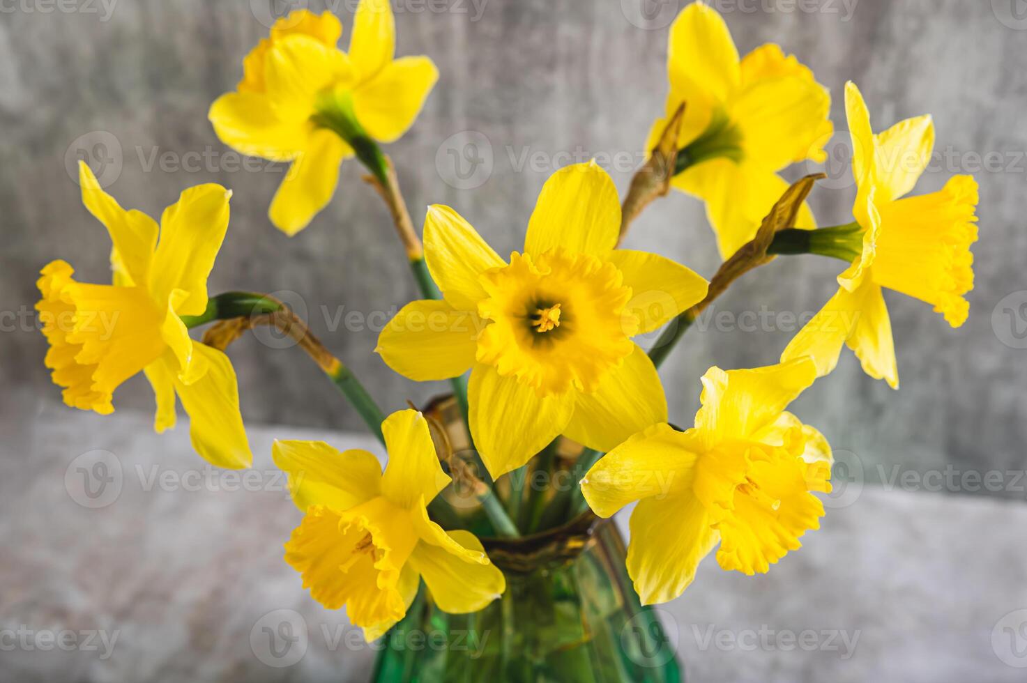 Close up of fresh spring flowers yellow daffodils in vase on grey table photo