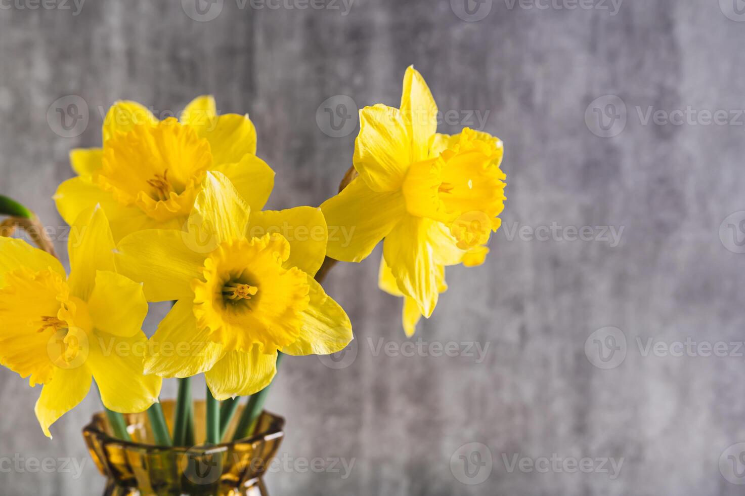 Close up of fresh spring flowers yellow daffodils in vase on grey background copy space photo