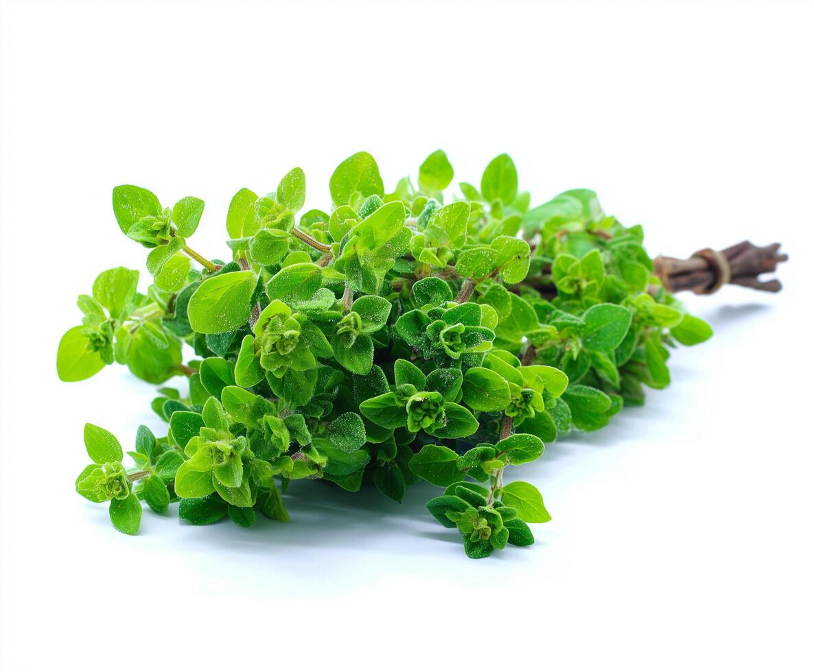 Oregano on isolate white background photo
