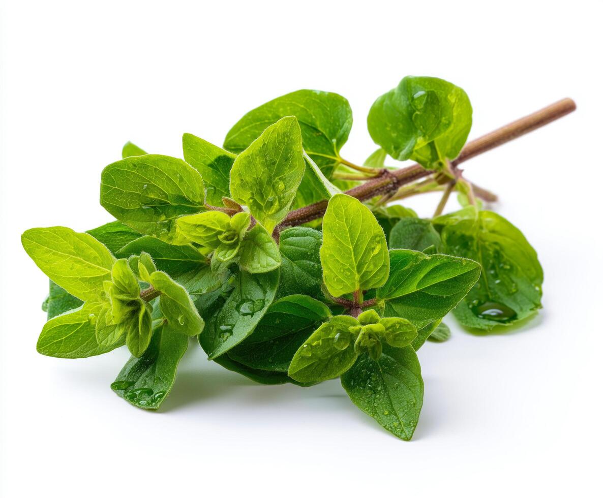 fresh Oregano on isolate white background photo