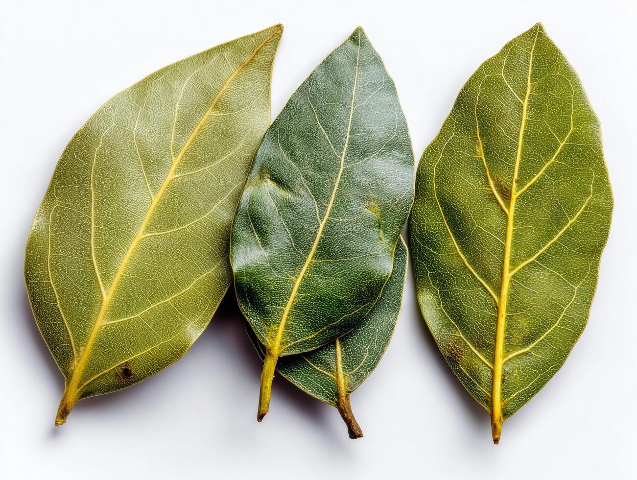 dried Bay Leaf on isolate white background photo