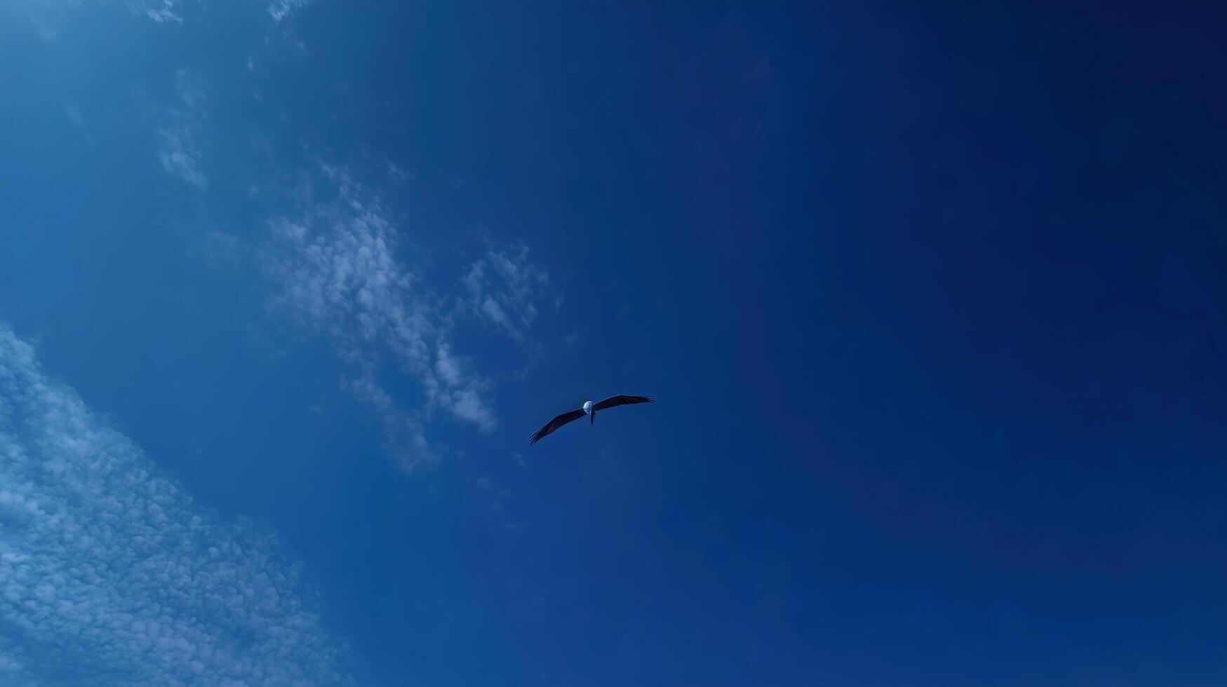 Solitary bird soars against a clear blue sky, capturing freedom. photo
