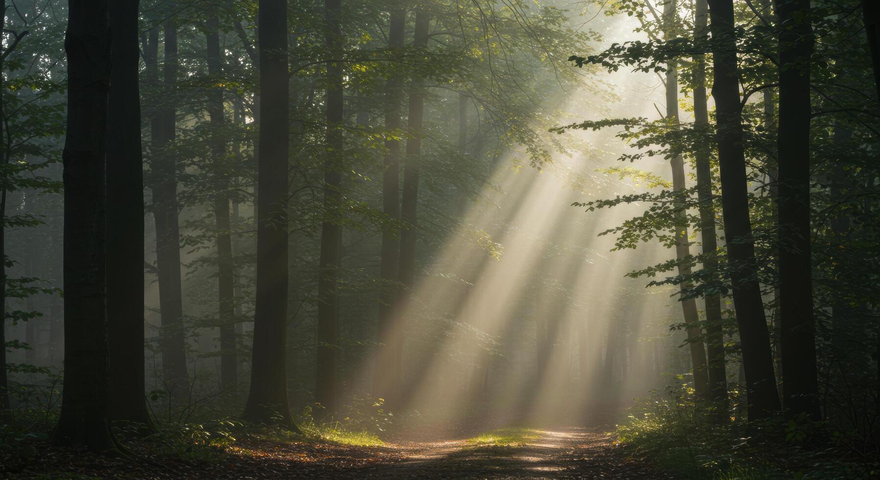 Sunlight Streaming Through Forest Path Creates Ethereal and Peaceful Scene photo