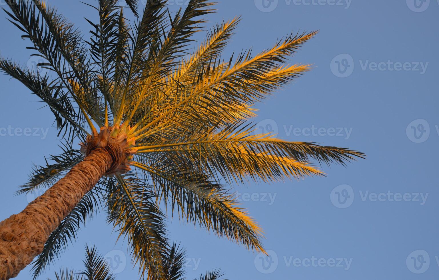 Bottom view of a palm tree at sunset photo
