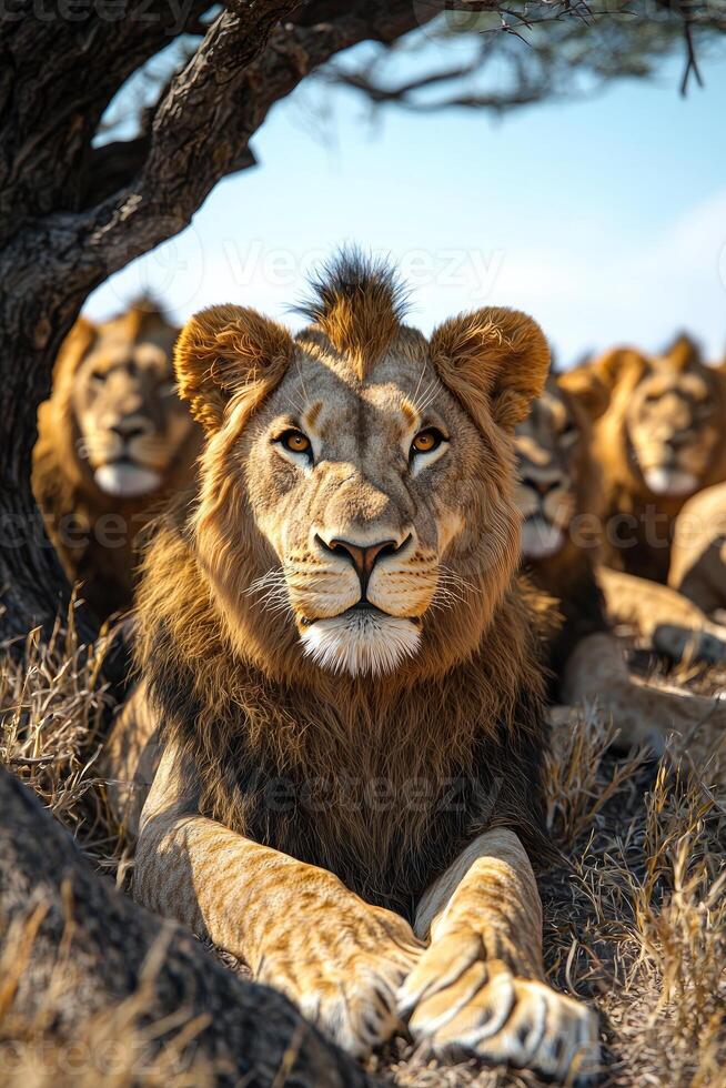 A group of lions sitting under a tree photo