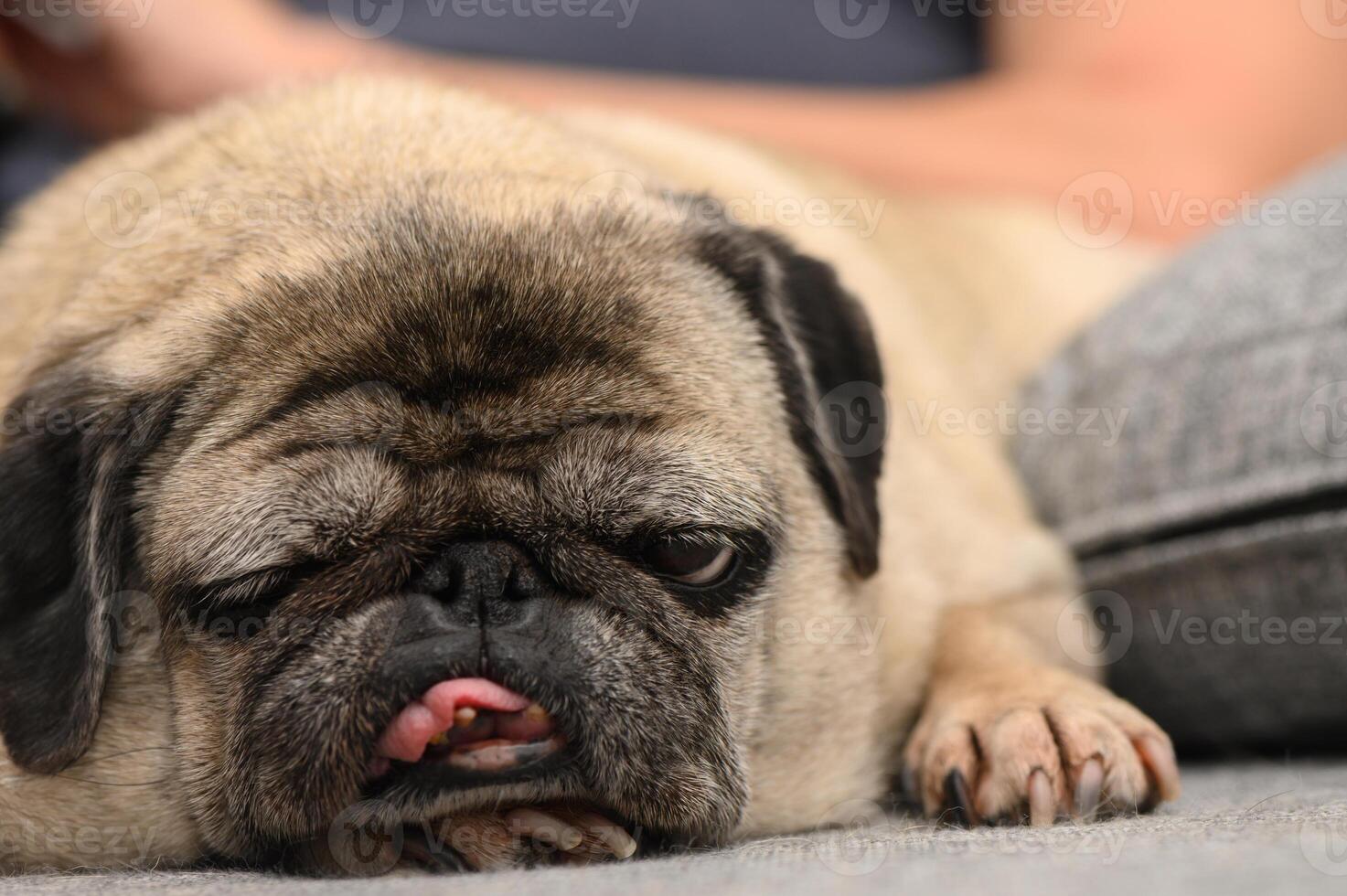 Playful pug resting comfortably on a cozy couch while enjoying a relaxed moment in the warmth of home photo