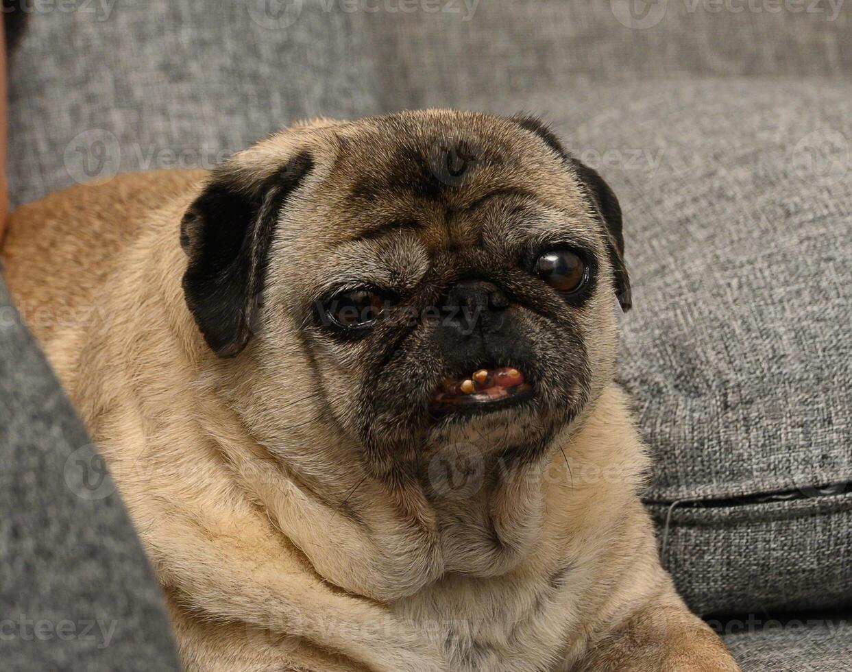 Pug relaxing on a cozy sofa while displaying a charming personality in a warm living room setting photo