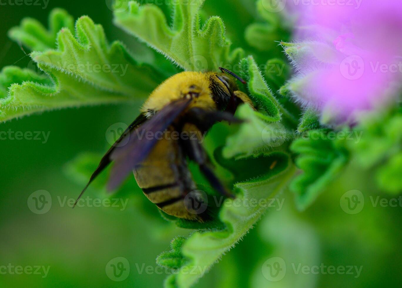 Close-up of a black carpenter bee collecting nectar from a vibrant flower in a Cyprus garden. Natural pollination in a Mediterranean environment. photo