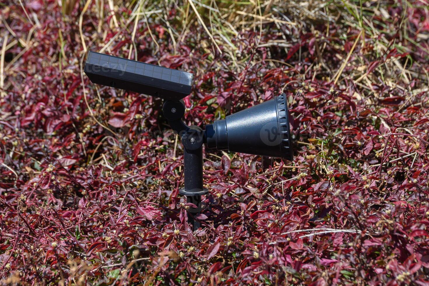 Illuminating the vibrant ground cover with a solar-powered spotlight in a garden oasis during a sunny afternoon photo