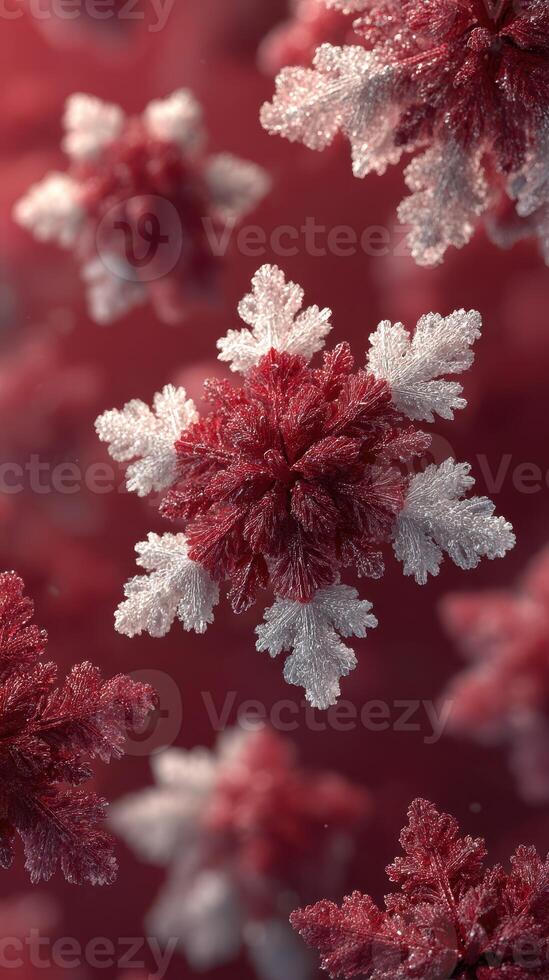 Intricate snowflakes create a mesmerizing display of red and white colors in a winter wonderland photo