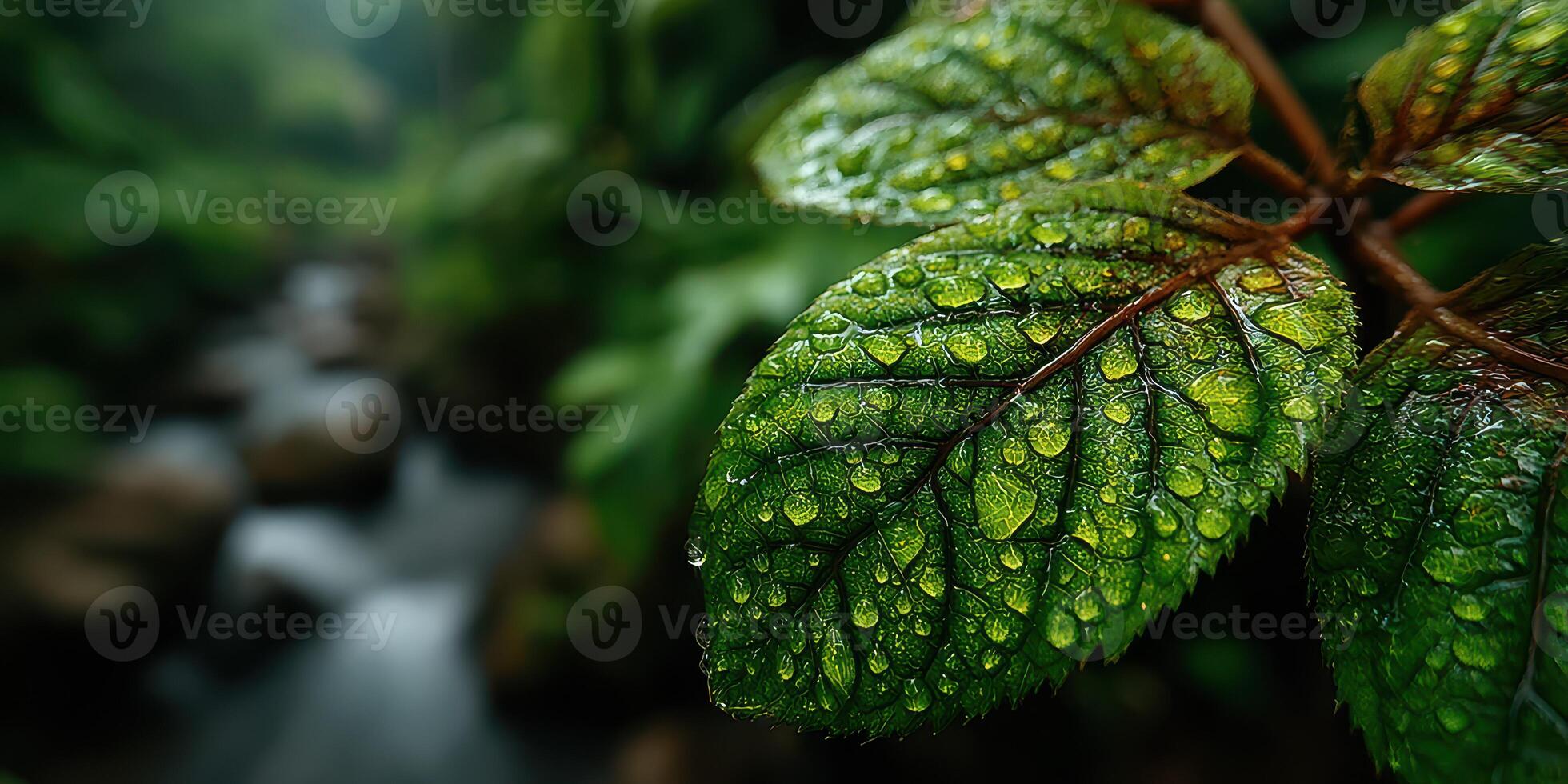 Close-up view of dewy green leaves in a lush forest setting during a rainy day near a flowing stream photo