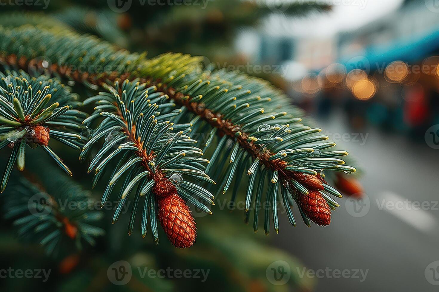 Close-up view of pine tree branches adorned with young cones in a bustling market during early morning hours photo