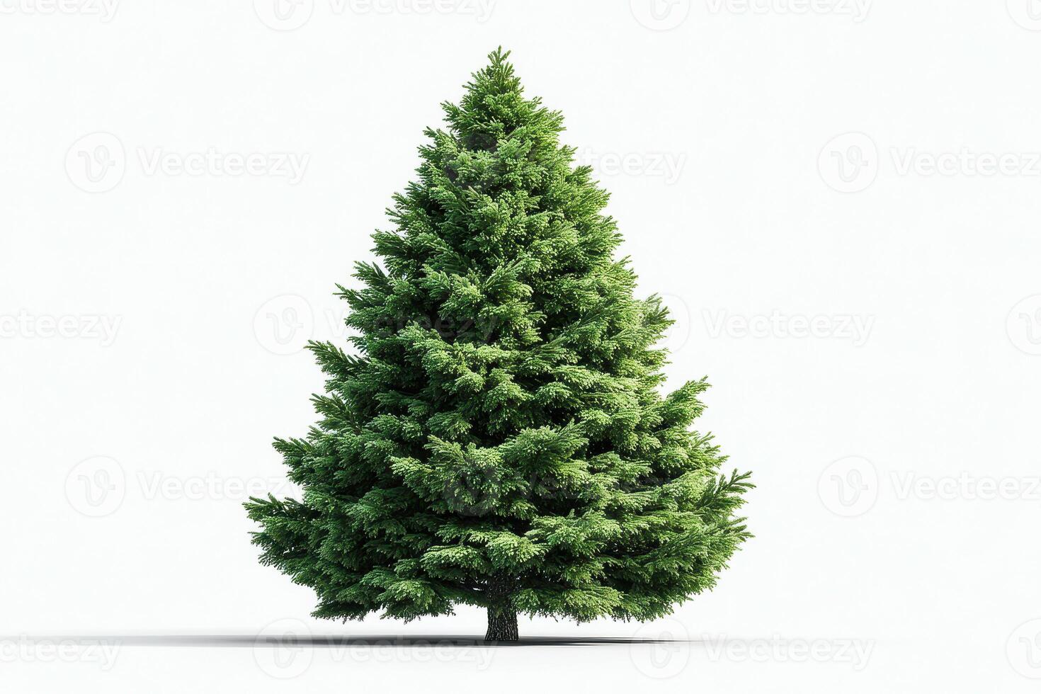 Tall evergreen tree standing against a clean white background in a minimalist setting photo