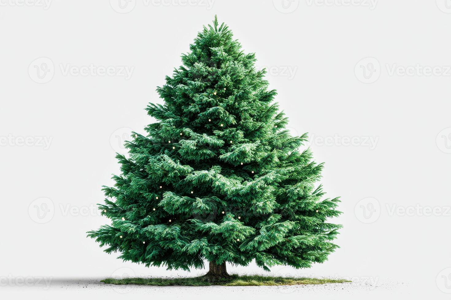 Beautiful evergreen tree with lush foliage standing alone against a neutral background photo
