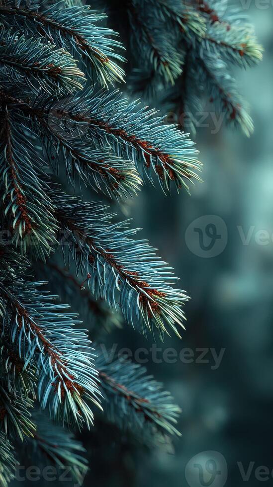 Close-up of evergreen pine tree branches showcasing vibrant colors and textures in a serene forest setting photo