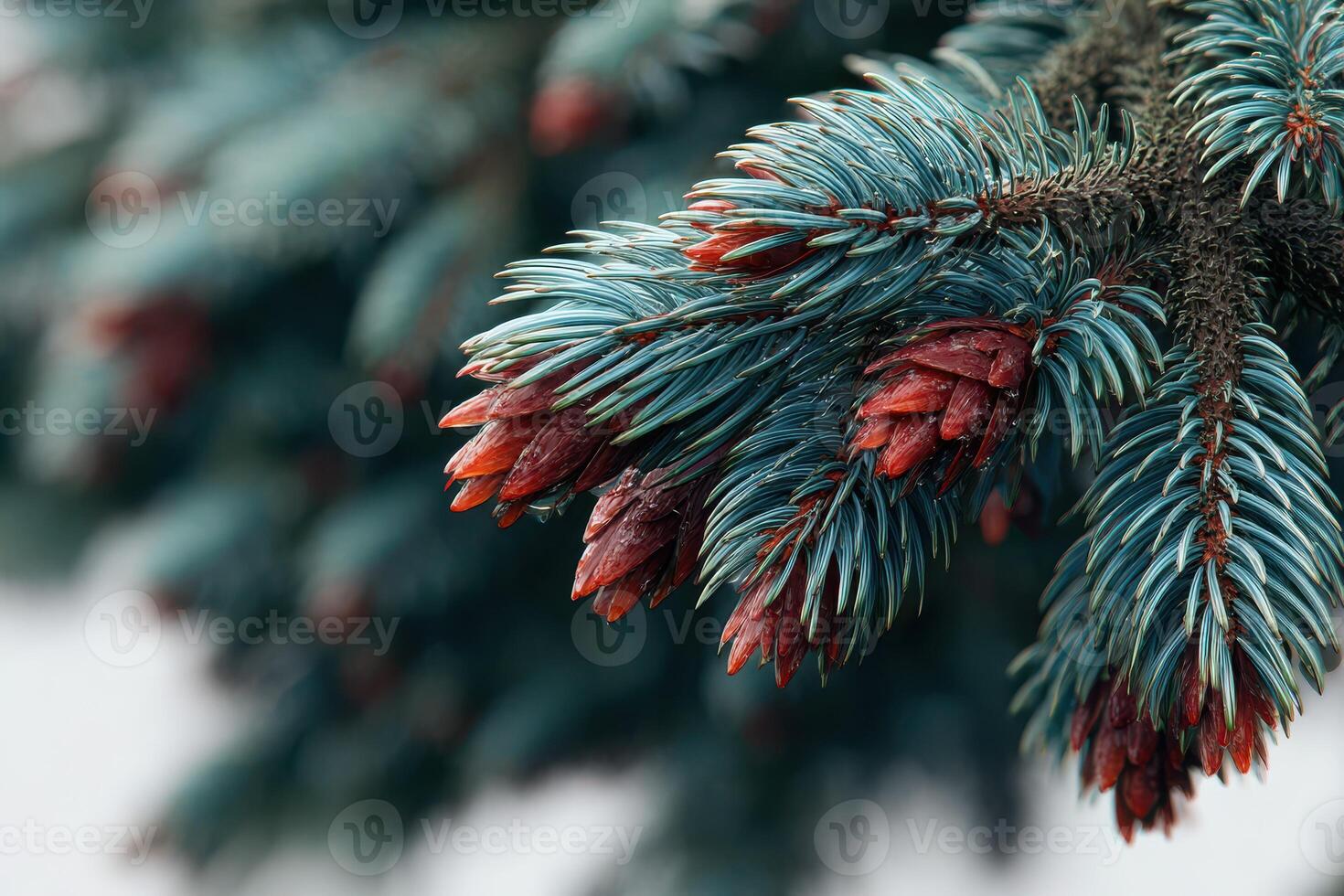Pine cones develop on an evergreen branch during early spring in a serene forest setting photo
