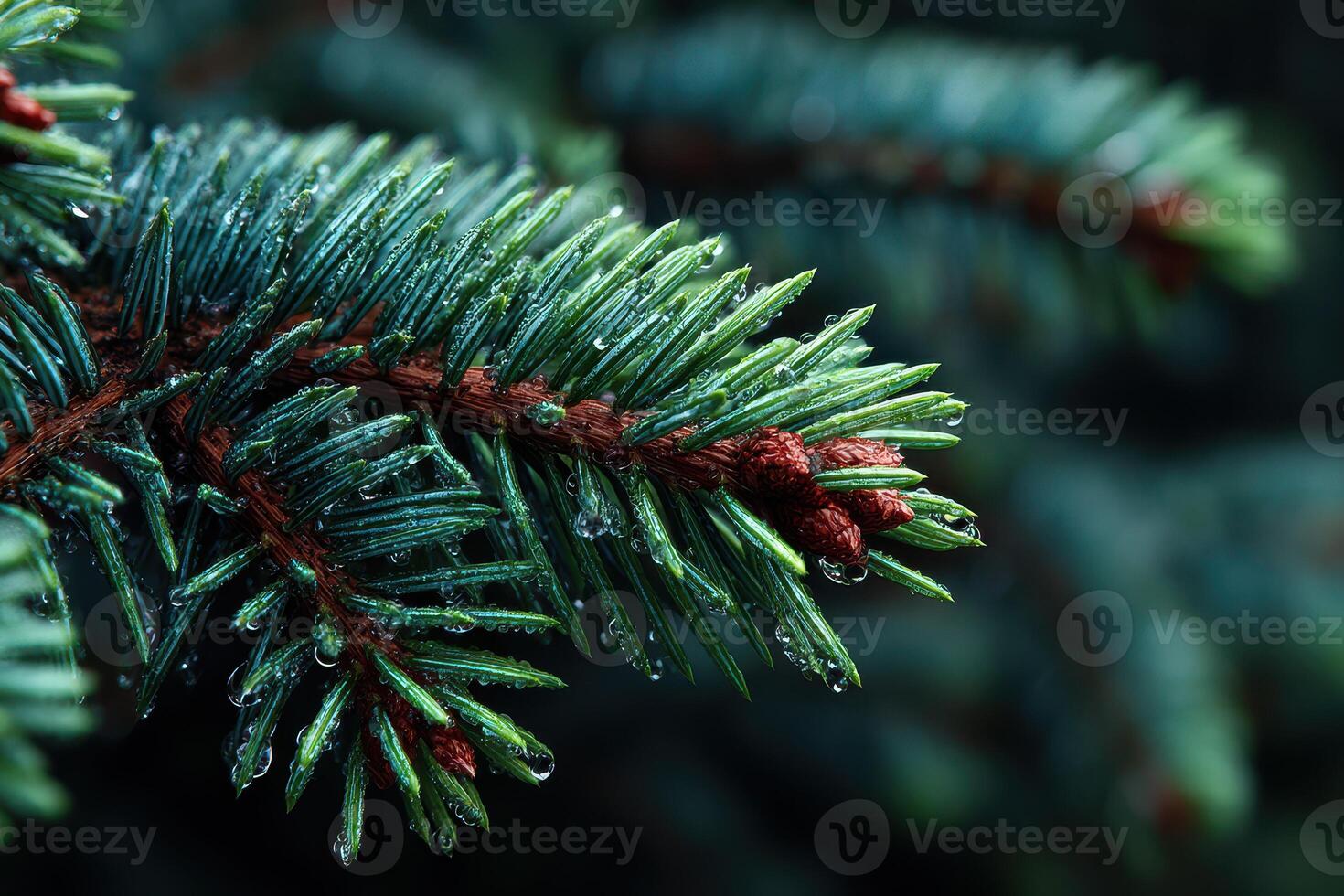 Spruce tree branches adorned with fresh dew after a morning rain in a serene forest setting photo