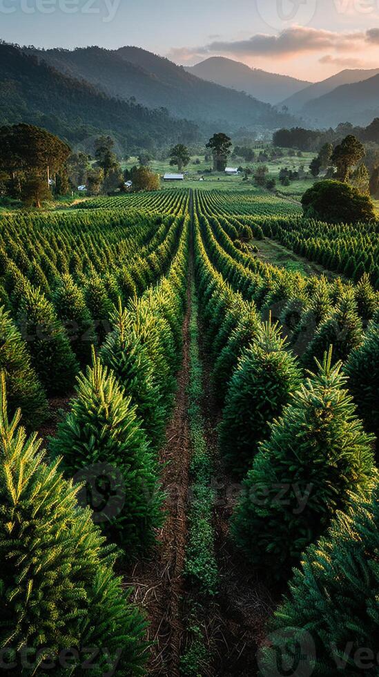 Expansive green tree farm at sunset showcasing rows of evergreen trees in a tranquil valley setting photo