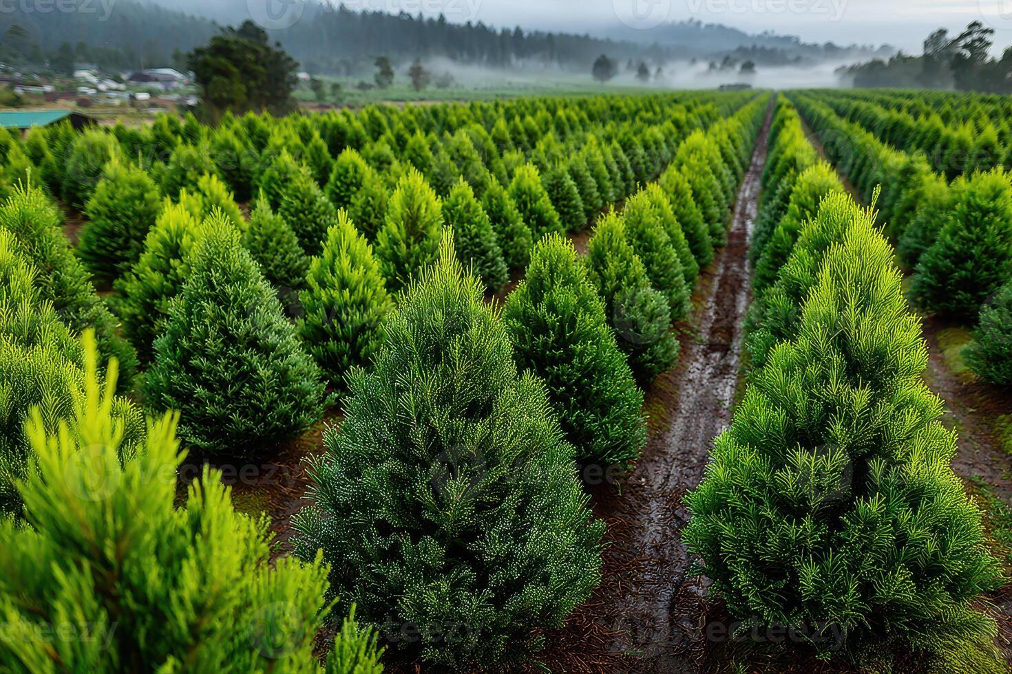 Lush greenery fills a vibrant tree farm during early morning mist in a serene rural setting photo