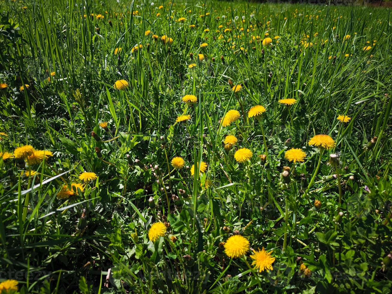 Vibrant yellow dandelions blooming in a lush green field showcasing nature's beauty concept. copy space photo