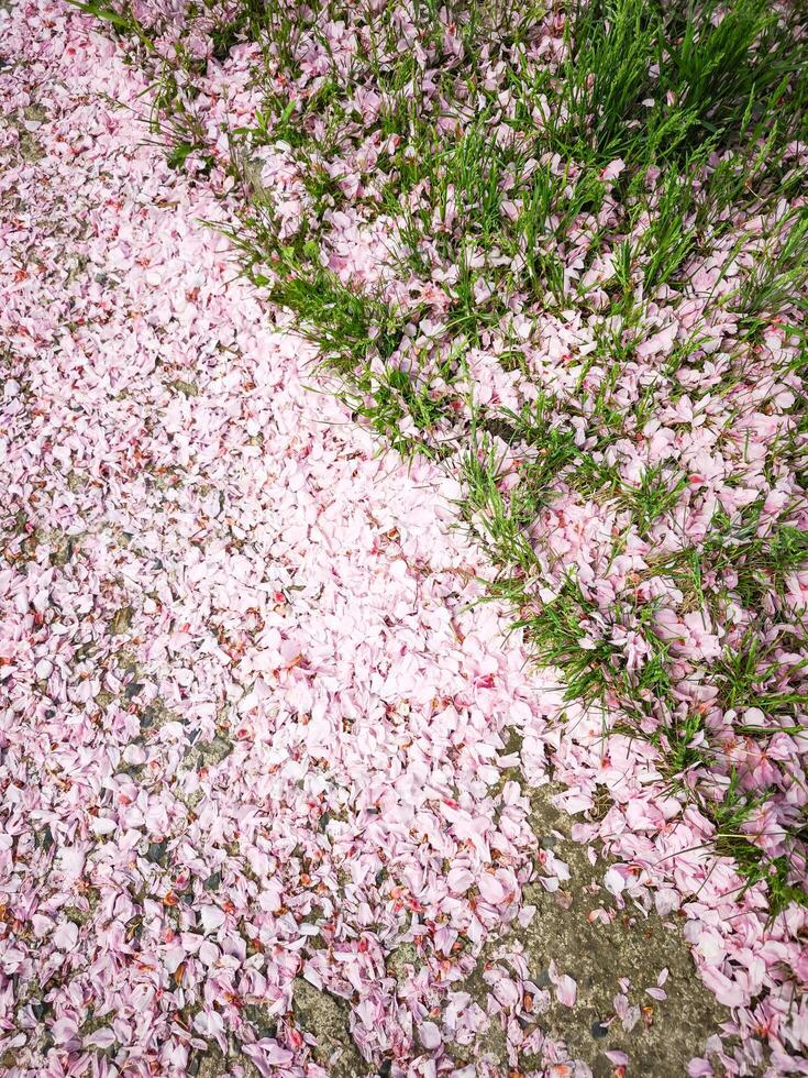 Pink flower sakura petals scattered on the ground with fresh green grass creating a beautiful natural scene in springtime showcasing nature's beauty concept photo