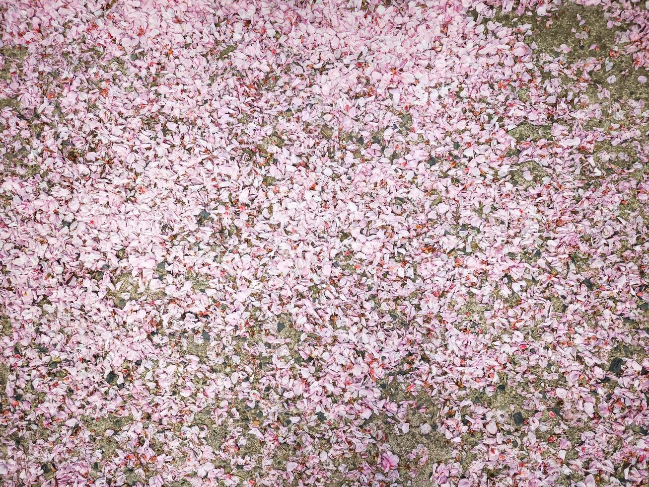 Pink flower sakura petals covering the ground create a beautiful natural carpet, showcasing the beauty of nature and seasonal change, floral decoration concept photo
